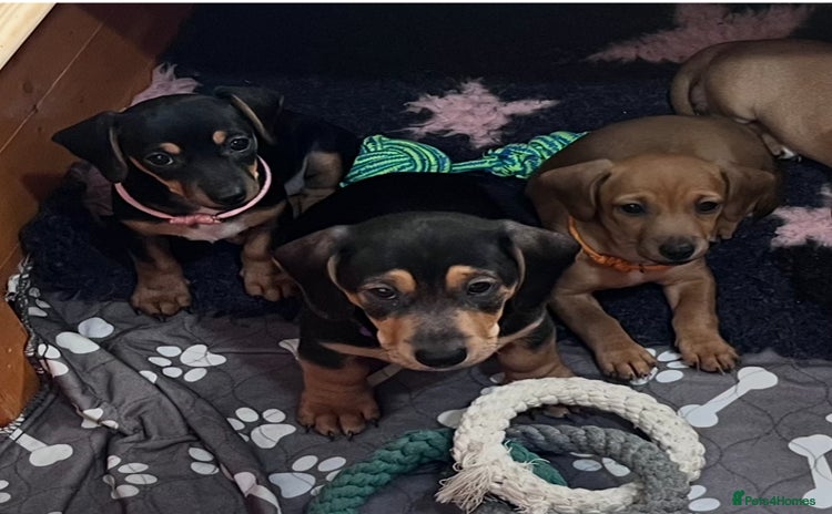 Mixed Breed dogs - Advert 1