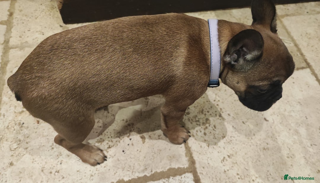 French Bulldog dogs for sale: French bulldog puppy  - Image 2