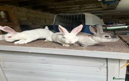 Rex rabbits for sale: Mini Rex does  - Image 5