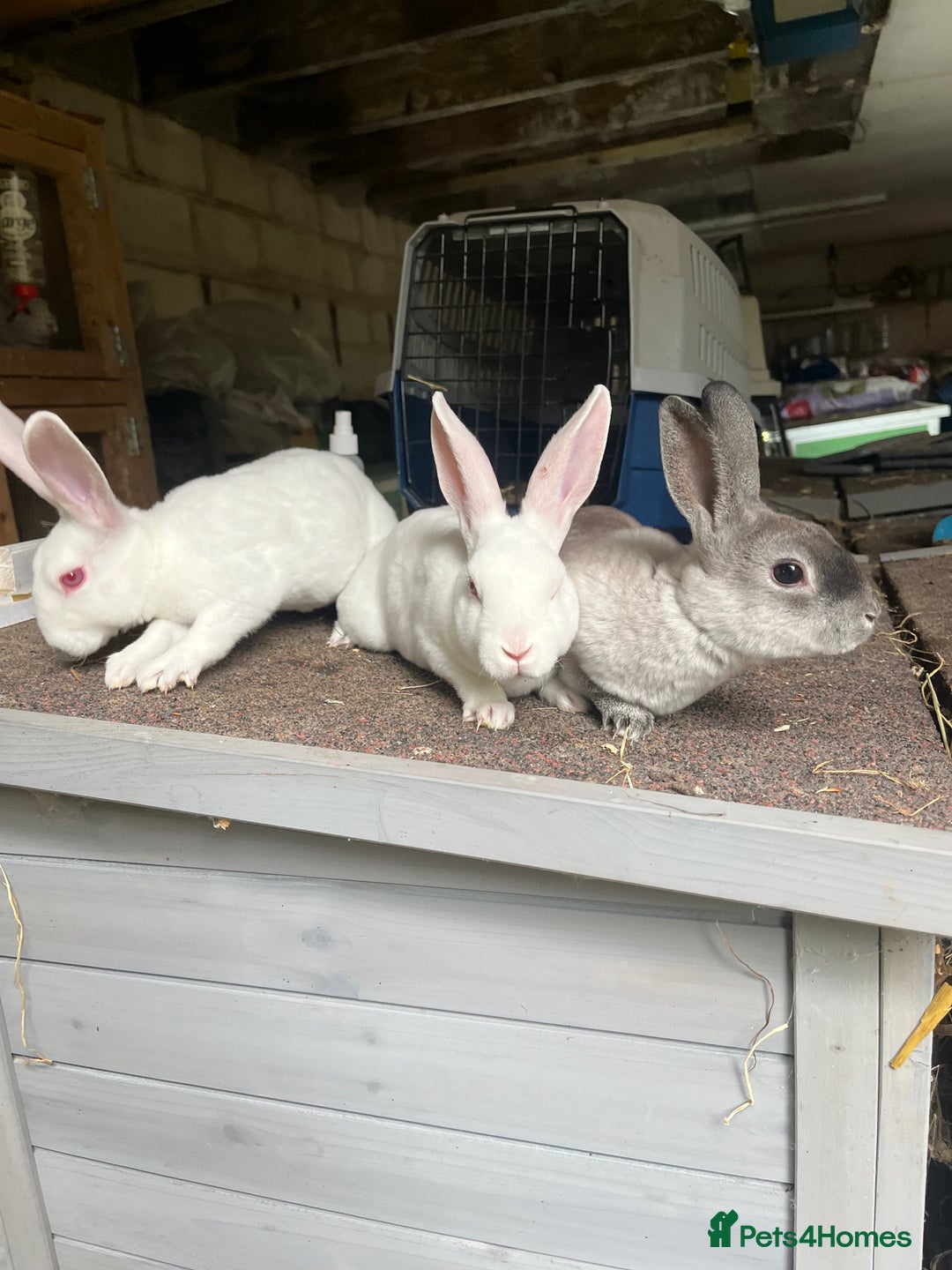 Rex rabbits for sale: Mini Rex does  - Image 5