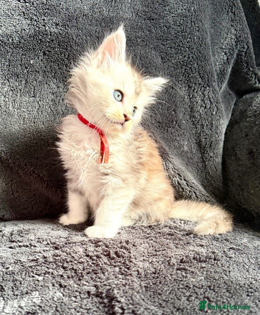 Maine Coon cats for sale: 🐾 TICA-Registered Maine Coon Kittens🐾 - Advert 13