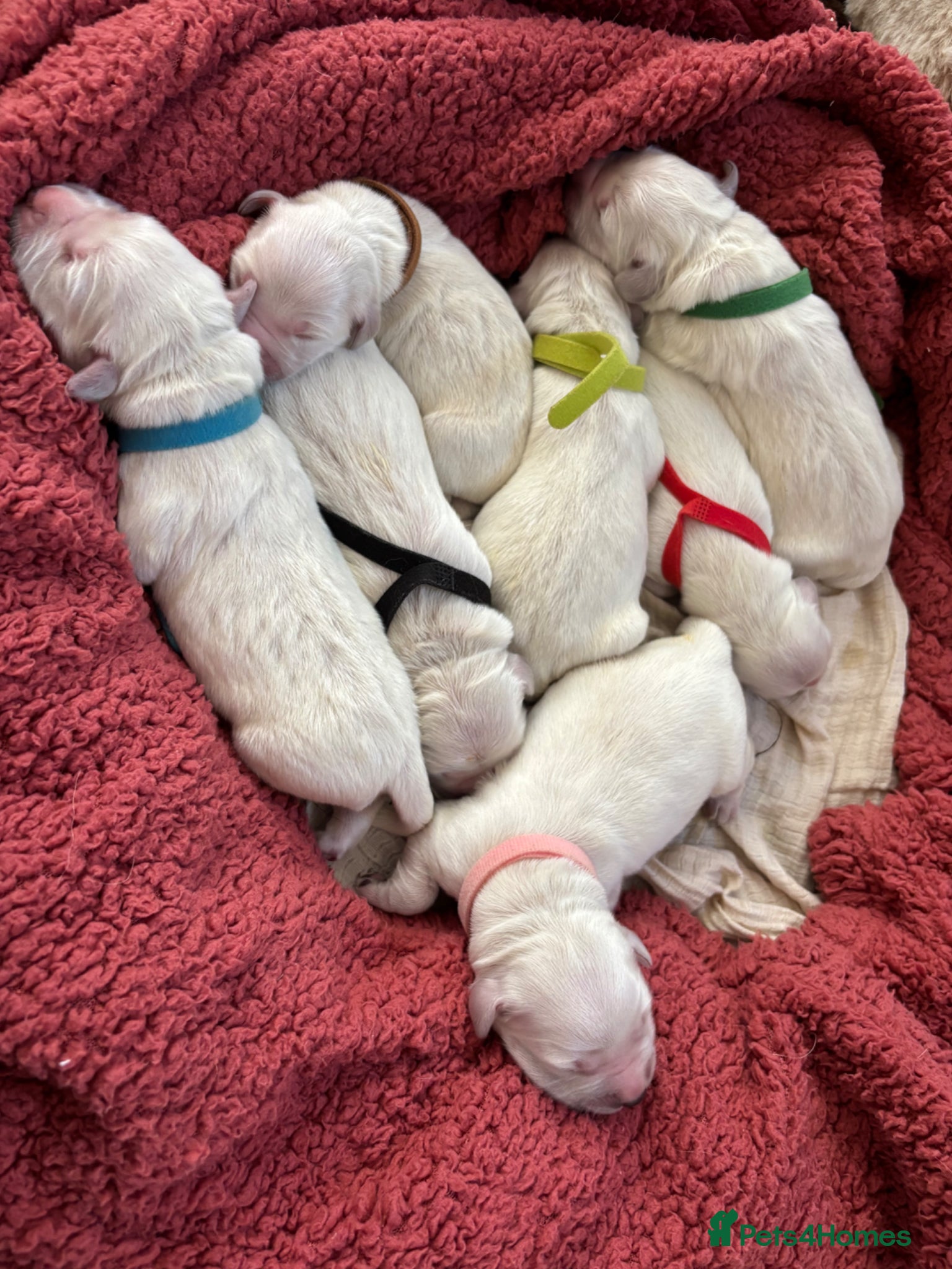 Golden Retriever dogs ARRIVED 😍a litter of beautiful Golden retrievers  - Advert 1