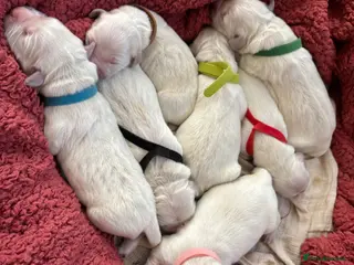 Golden Retriever dogs ARRIVED 😍a litter of beautiful Golden retrievers - Advert 16