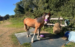 Irish Cob horses for sale: Buddy - Image 19