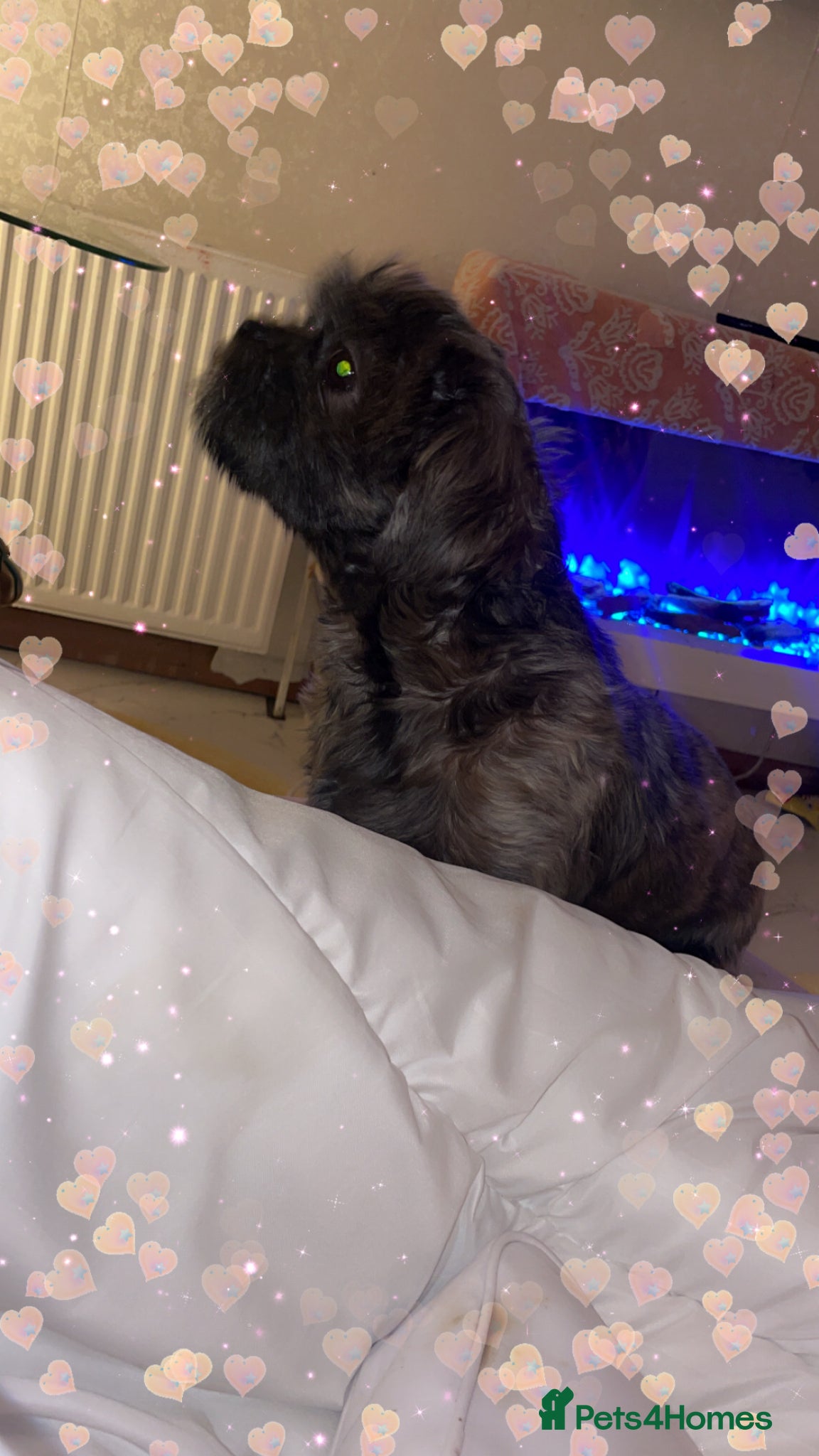 Shih Tzu dogs Imperial ShihTzu🐾 Tiny Hearts Big Personalities🐾 - Advert 6