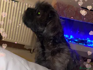 Shih Tzu dogs Imperial ShihTzu🐾 Tiny Hearts Big Personalities🐾 - Advert 6