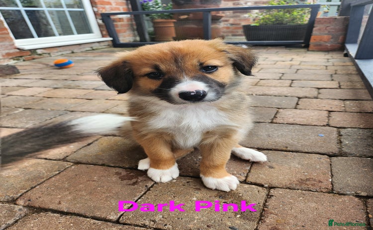 Mixed Breed dogs - Advert 1
