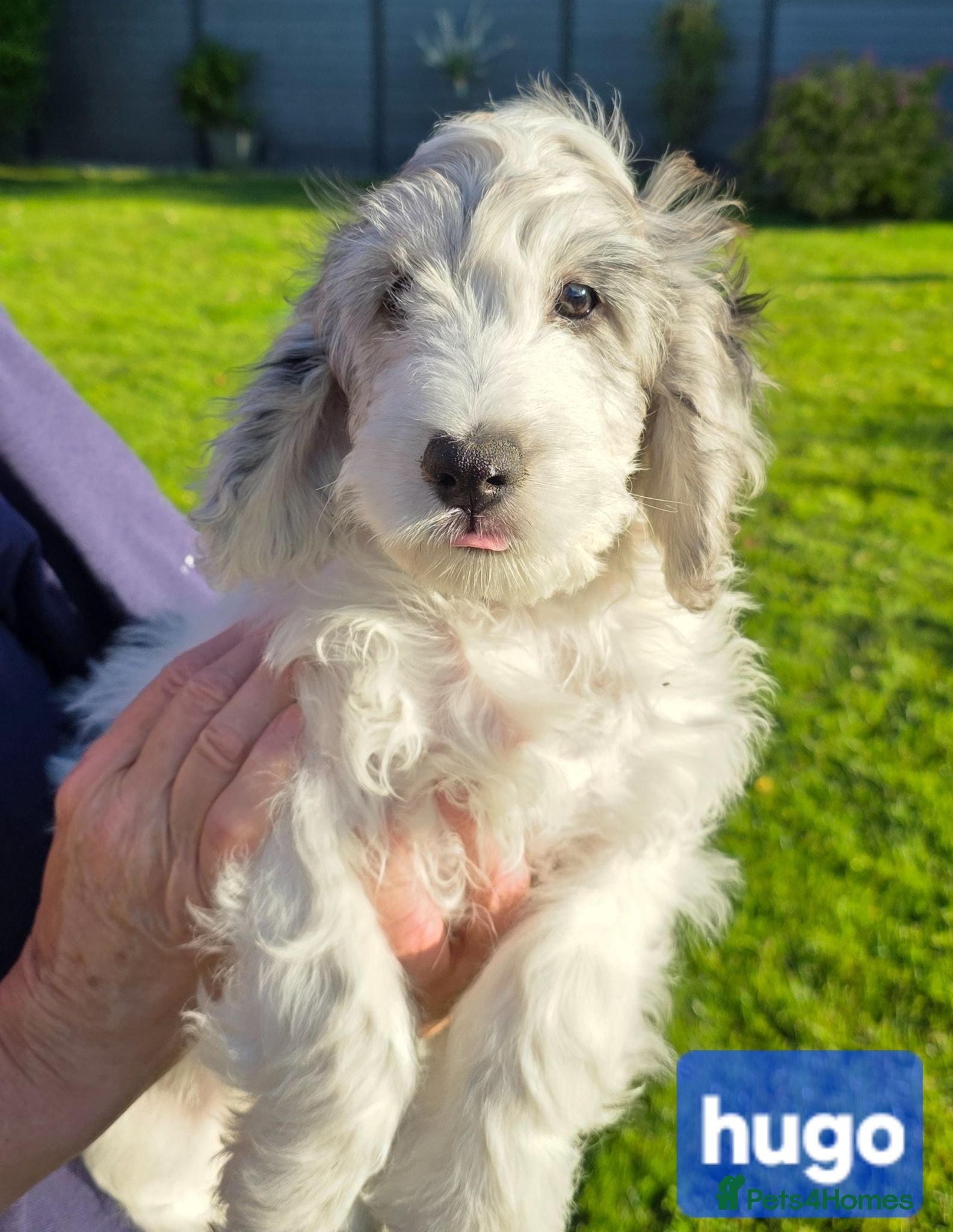 Cockapoo dogs Beautifully coloured f1 cockapoo pups - Advert 2