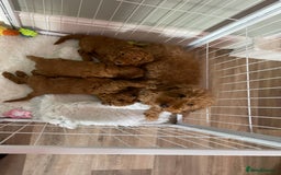 Miniature Poodle dogs for sale: 1 reserved 2 remaining ready 15th October  - Image 6