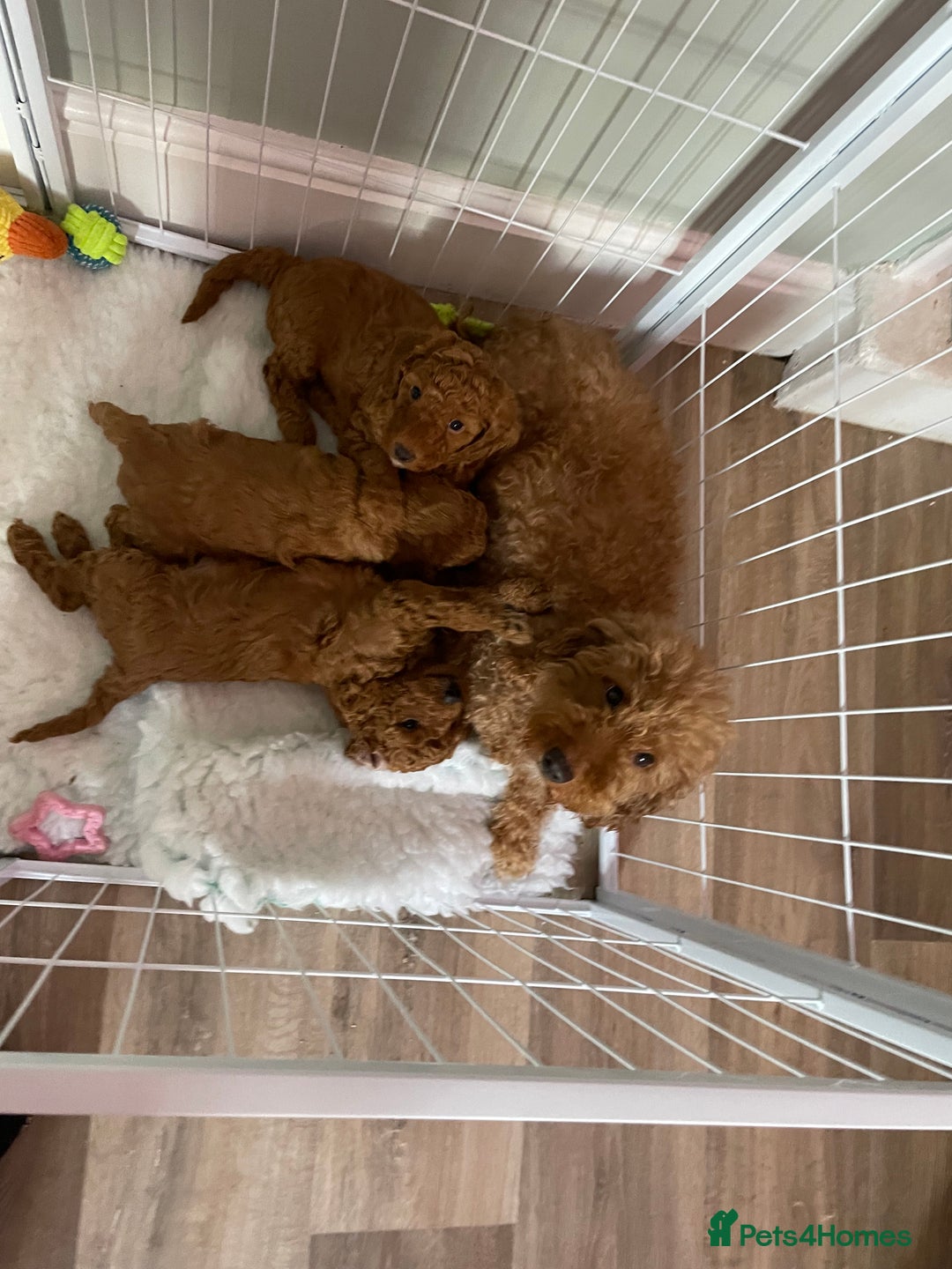 Miniature Poodle dogs for sale: 1 reserved 2 remaining ready 15th October  - Image 6