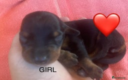 Miniature Dachshund dogs for sale: Long haired Minature Dachshund  - Image 7