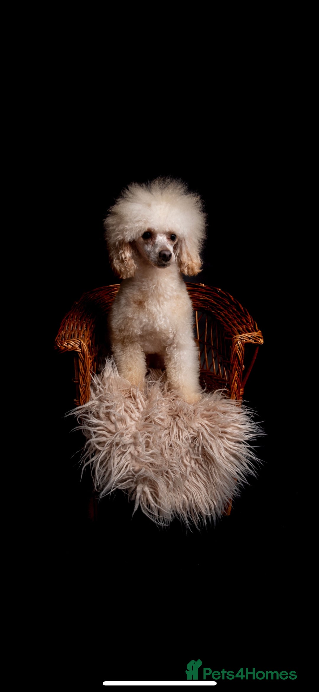 Toy Poodle dogs for stud: KC REG  HEALTH TESTED POODLE STUD  in Hoddesdon - Advert 2