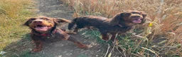 Cocker Spaniel dogs for sale: Tri working cocker spaniel girl  - Advert 5