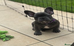 French Bulldog dogs for sale: 2 left Ready for FOREVER Home🏡French Bulldog 🐶🐾 in Preston - Image 4