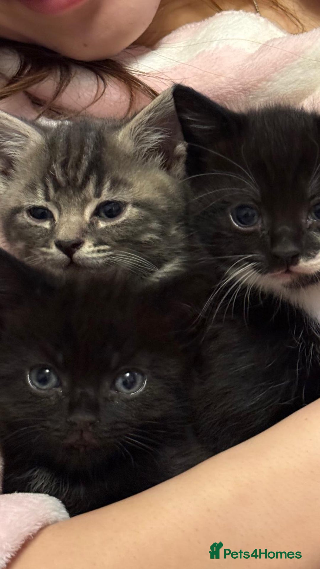 Mixed Breed cats for sale: Mixed breed kittens for sale - Advert 8