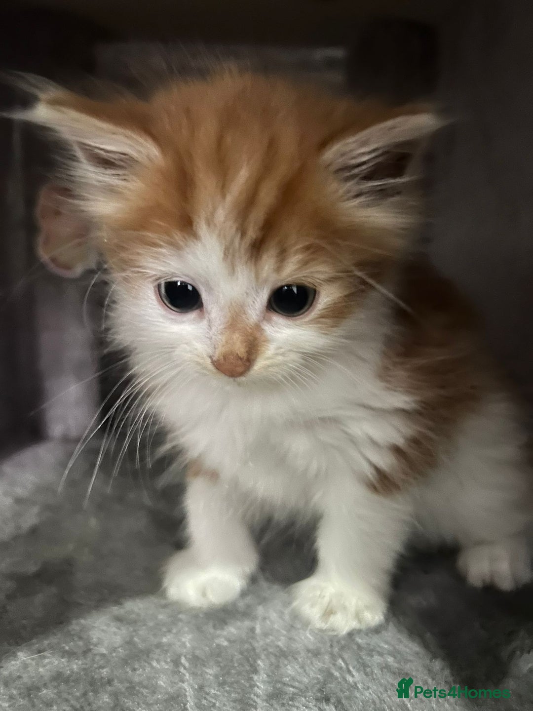 British Longhair cats for sale: Beautiful Fluffy Long-Haired British Tabby Kittens - Image 23