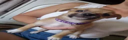 Mixed Breed dogs for sale: Jack russell x pomeranian  - Advert 4