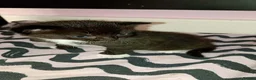 Mixed Breed cats for sale: 3 cute kittens looking for their forever homes - Advert 12