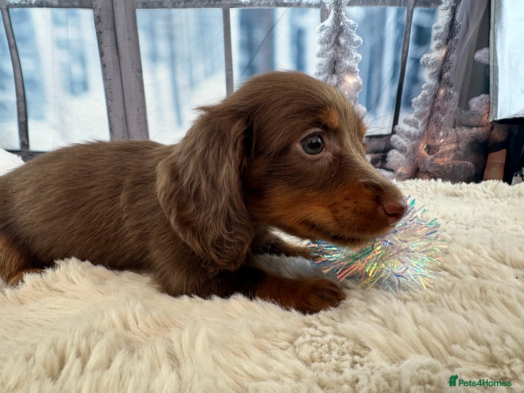 Miniature Dachshund dogs for sale: 👑 MINI LONG HAIRED DACHSHUNDS 👑 - Advert 12