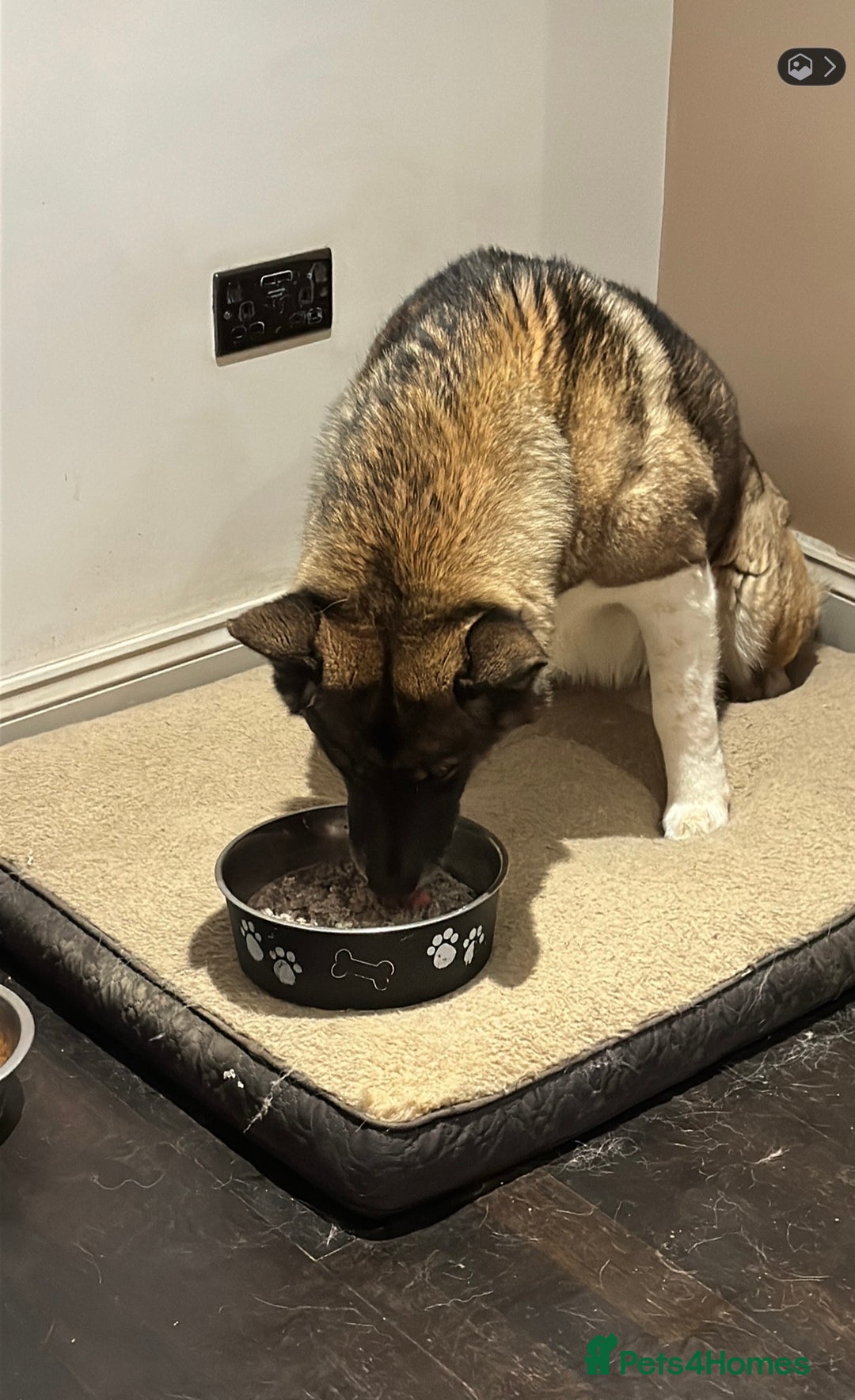 Huskita dogs for sale: Sacha  - Advert 4