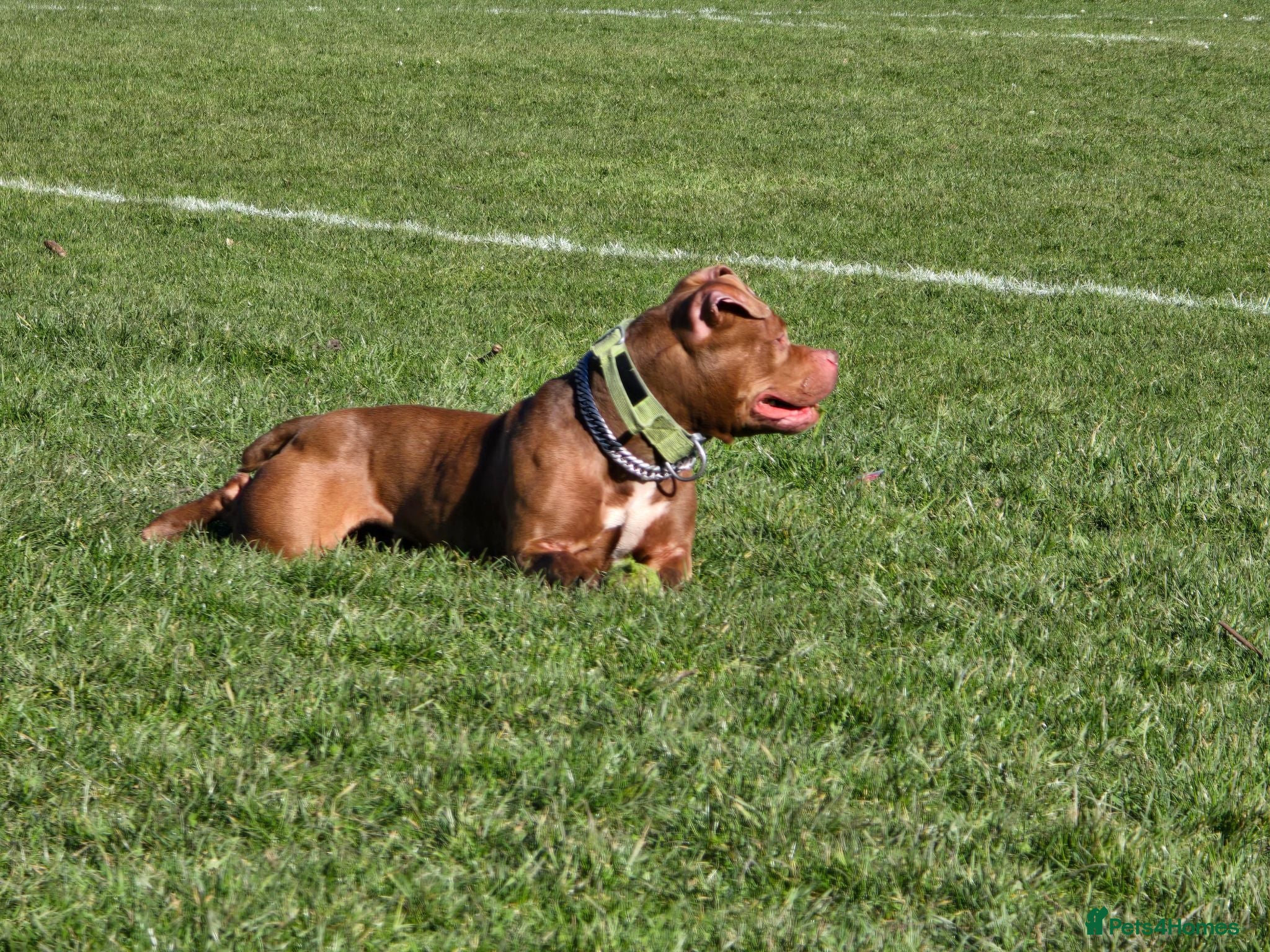 Mixed Breed dogs Staffy cross pocket bully - Advert 17
