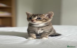 Domestic Shorthair cats for sale: Lovely little tabby kittens - Image 8