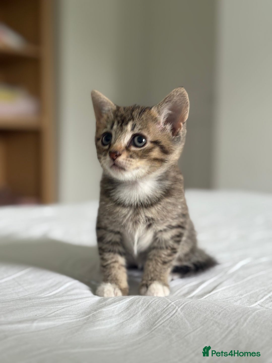 Domestic Shorthair cats for sale: Lovely little tabby kittens - Image 8