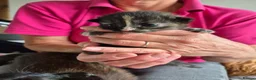 Mixed Breed cats for sale: 6 beautiful Kittens  - Advert 11