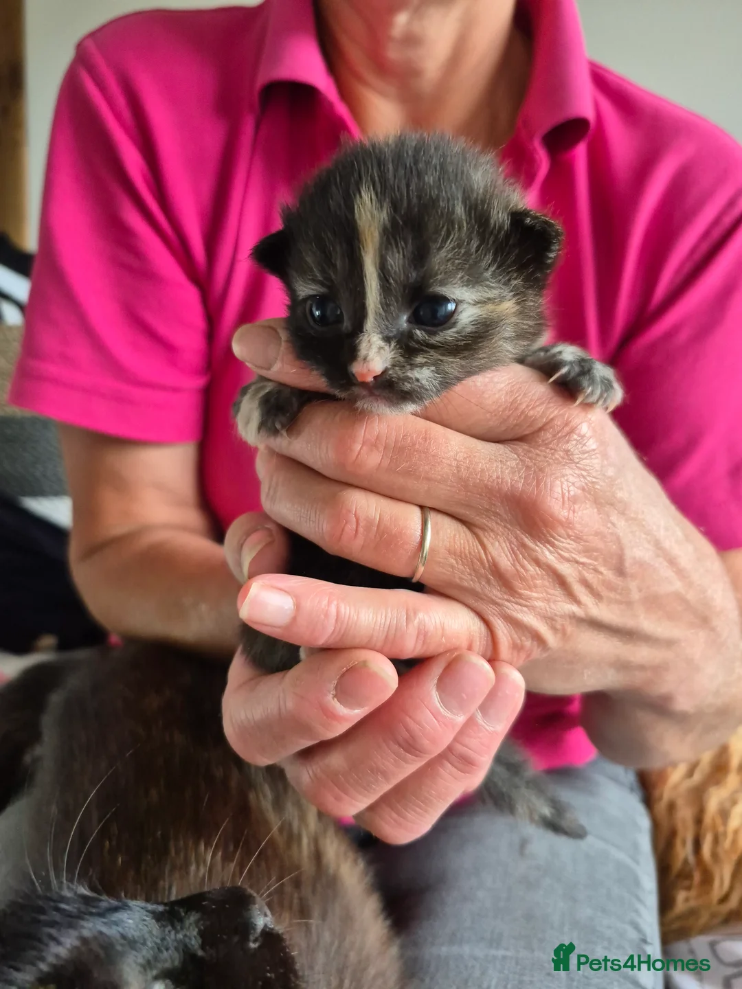 Mixed Breed cats for sale: 2 beautiful Kittens  - Advert 14