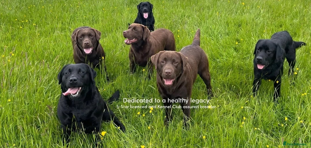 Labrador Retriever dogs for sale: Chunky Chocolate Girls Looking 4 Forever Families - Image 5