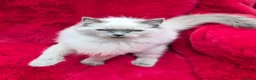 Ragdoll cats for sale: GCCF Registered Ragdoll Kittens  - Advert 25