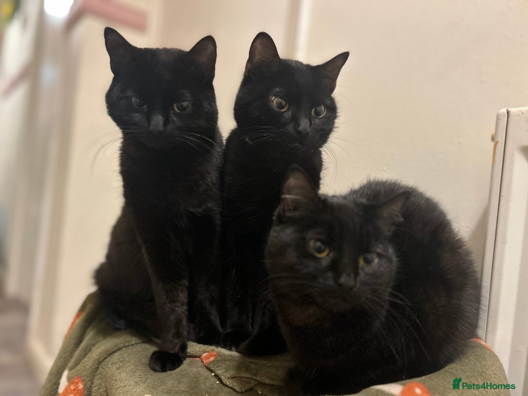 Mixed Breed cats for sale: Ozzie,Batsy and Daisy  - Image 3