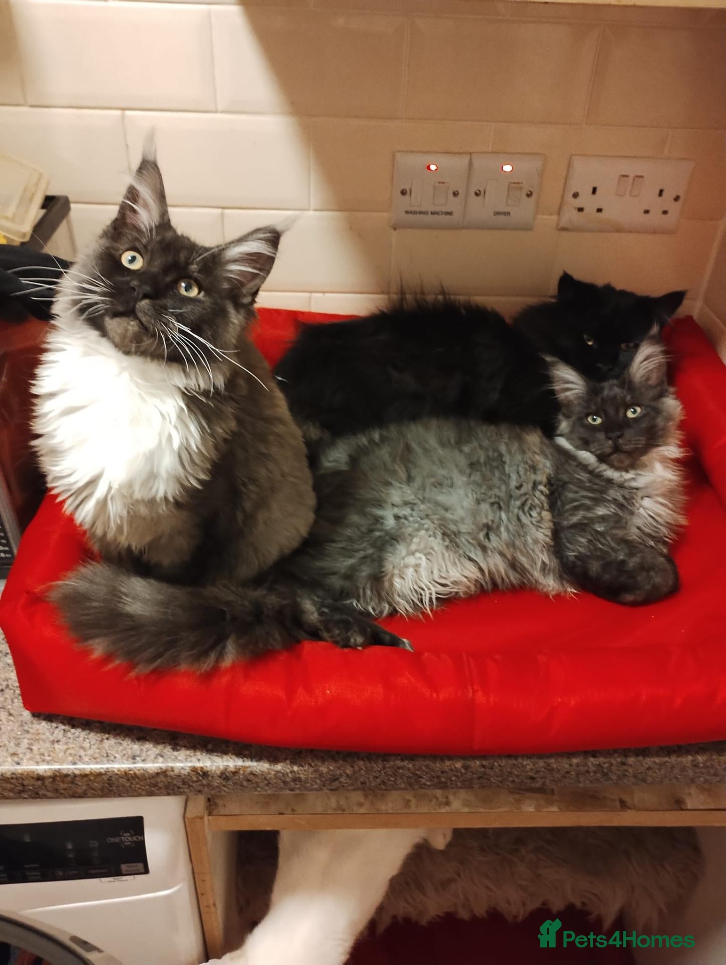 Maine Coon cats Maine Coon kittens in Manchester  (2 boys) - Advert 1