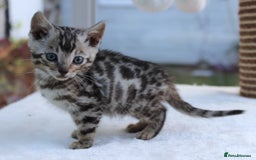 Bengal cats for sale: CUTE BENGAL KITTENS AVAILABLE - Image 16