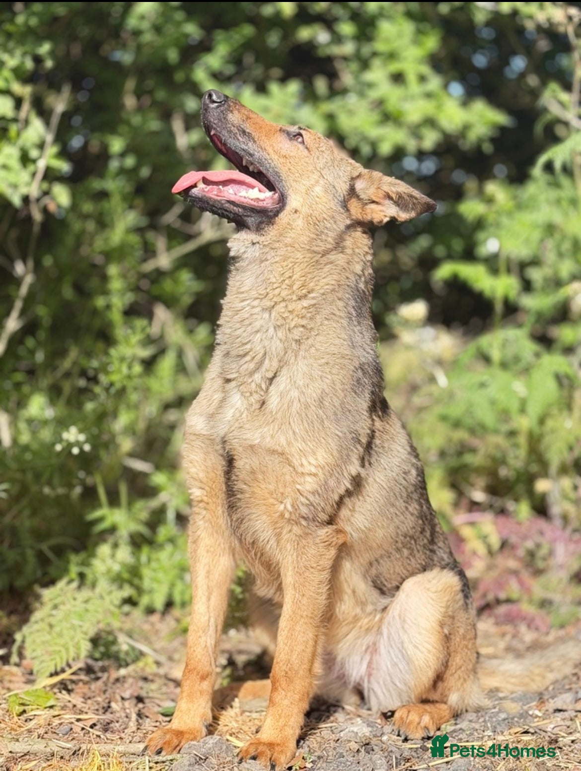 German Shepherd dogs for sale: 1 year old kc registered German Shepard  - Advert 3