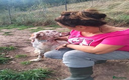 English Setter dogs for adoption: Otto  - Advert 7