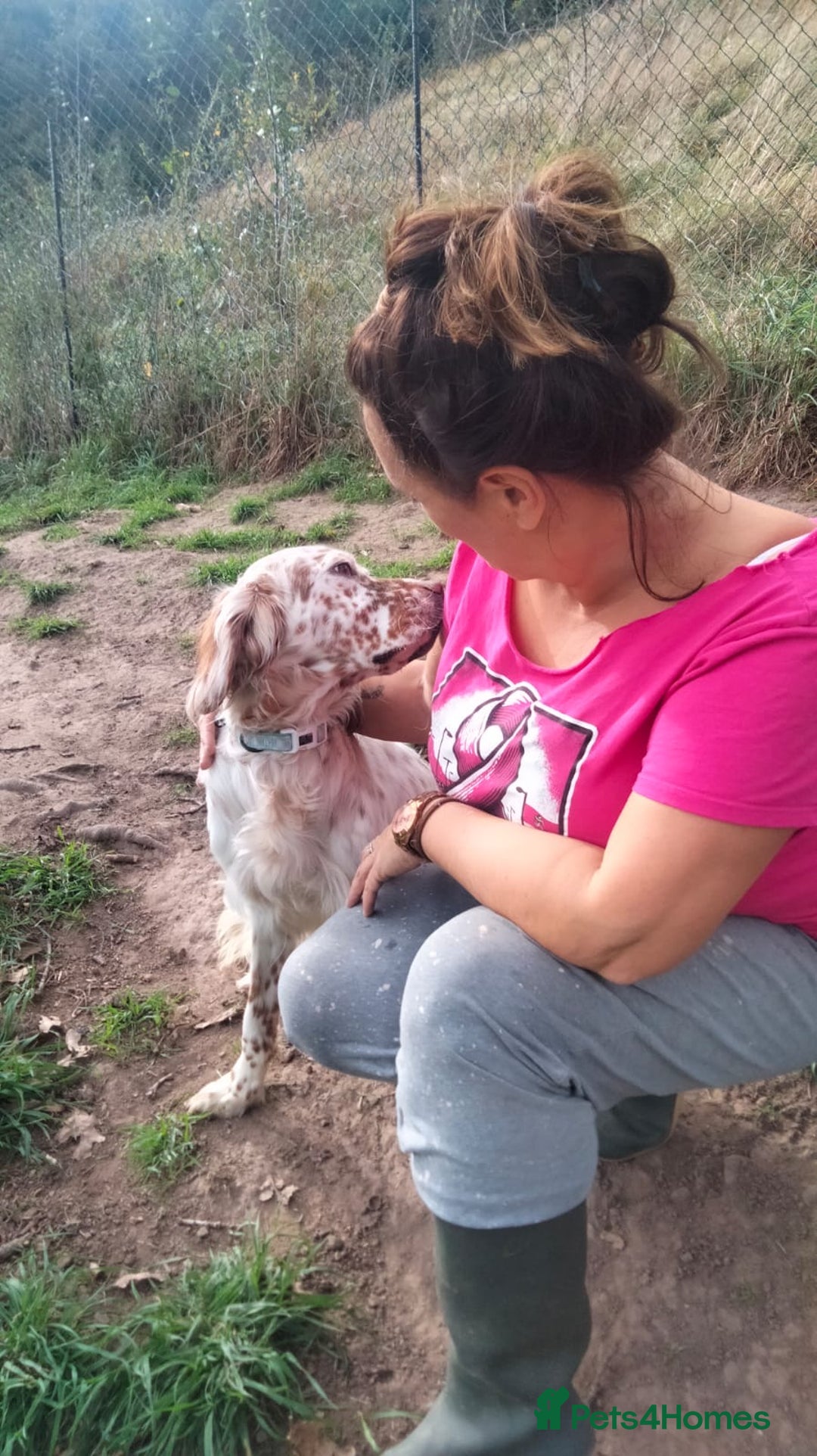 English Setter dogs for adoption: Otto  - Advert 7