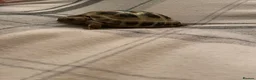 Tortoise reptiles for sale: Taco – 6-Year-Old Horsfield Tortoise 🐢 in Brighouse - Advert 4