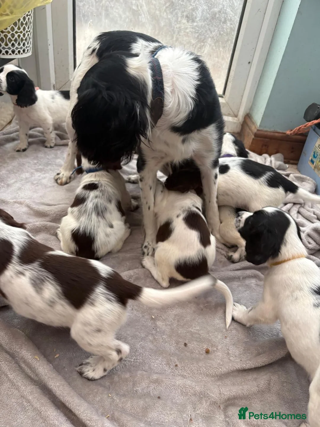 English Springer Spaniel dogs for sale: Springer spaniel puppies - Advert 2