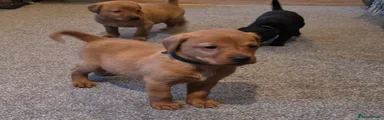 Labrador Retriever 1 (Black Collar)