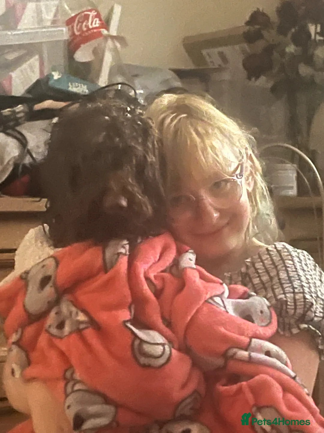 Cockapoo dogs for sale: Re homeing - Advert 2