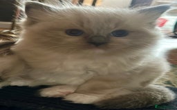 Ragdoll cats for sale: Adorable Ragdoll Kittens Ready for New Homes Soon! - Image 8