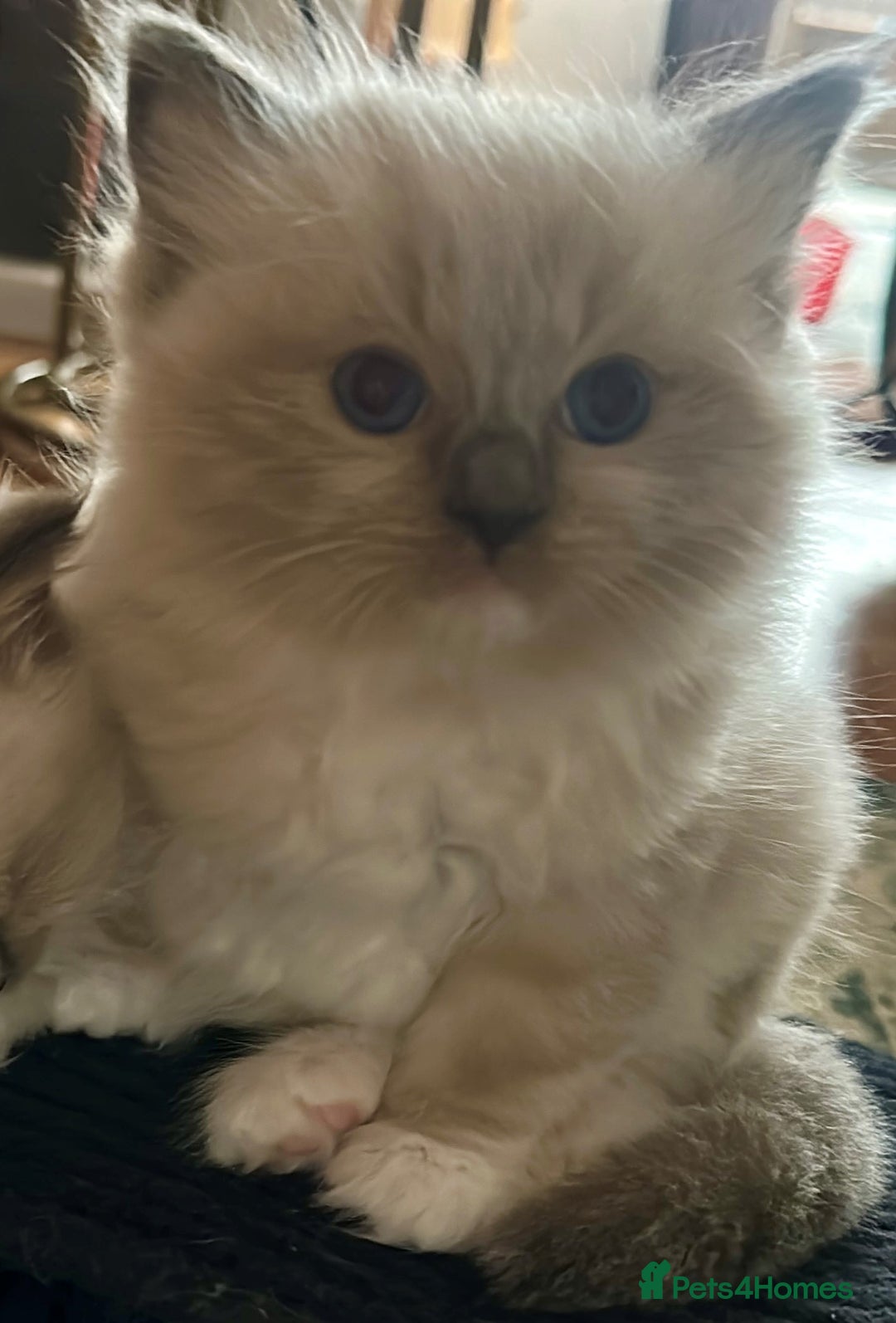 Ragdoll cats for sale: Adorable Ragdoll Kittens Ready for New Homes Soon! - Image 8