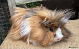 Guinea Pig rodents for sale: Lovely baby girls - Image 9