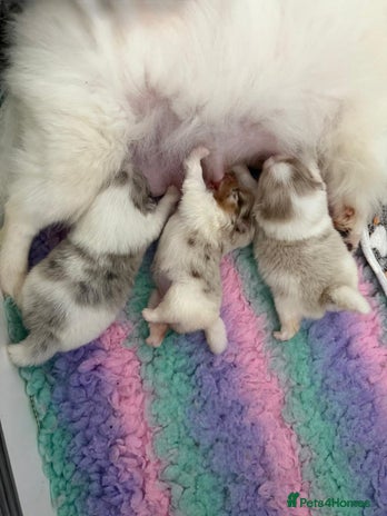 Pomeranian dogs - Advert 1
