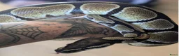 Python Snake reptiles for sale: Royal Python with the enclosure  - Advert 2
