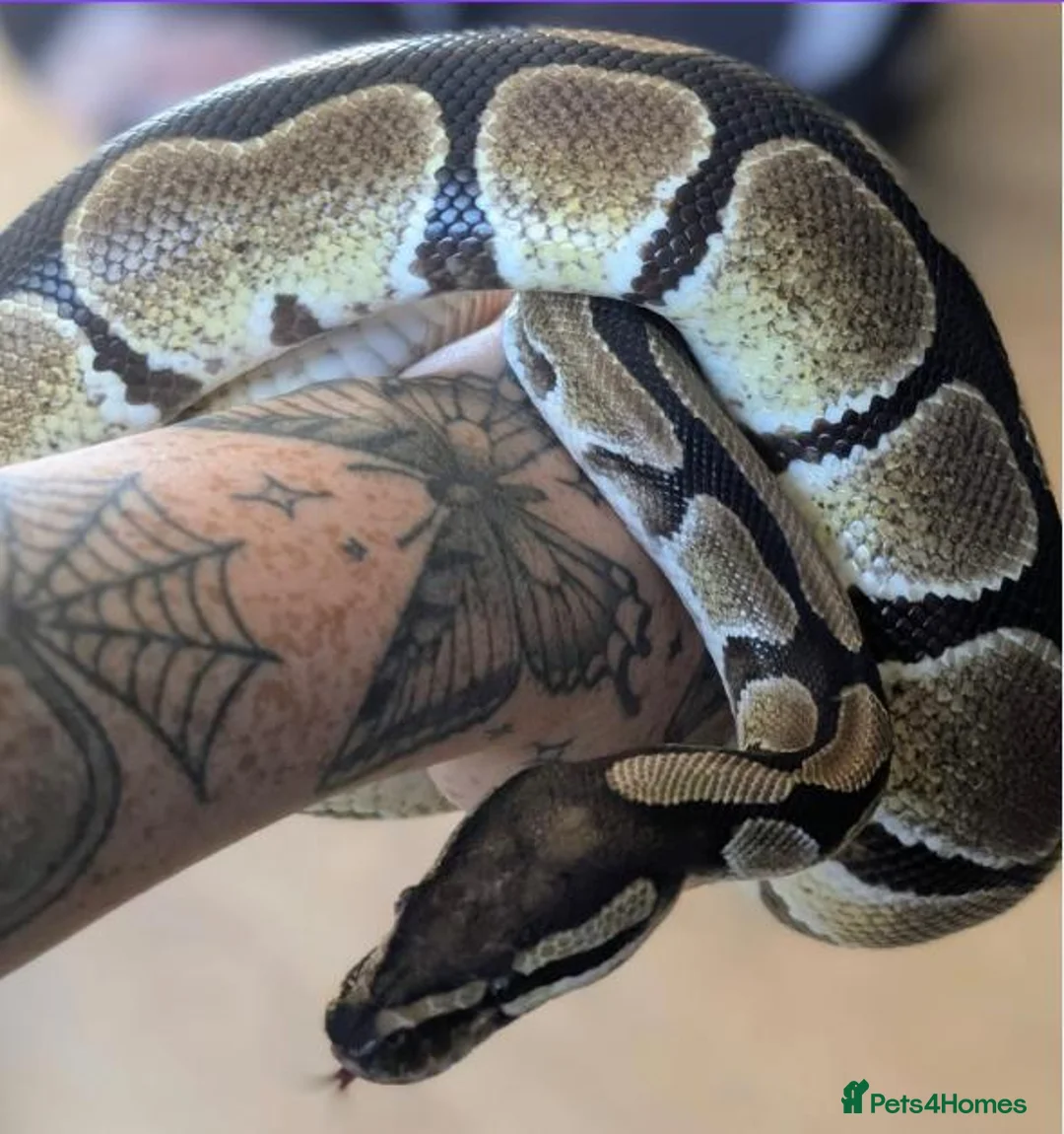 Python Snake reptiles for sale: Royal Python with the enclosure  - Advert 2