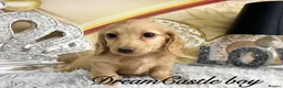 Miniature Dachshund dogs for sale: Ready to leave Kc long coat cream puppies  - Advert 20