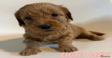 Mixed Breed dogs - Advert 6