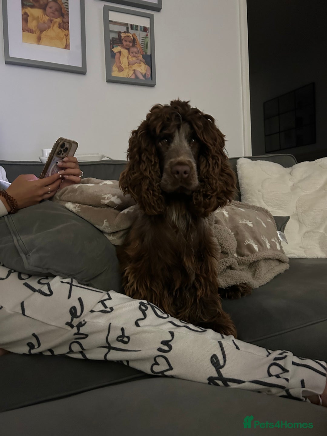 Cocker Spaniel dogs for sale: Dolly brown 🍫Cocker spaniel show  - Advert 4